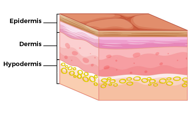 Layers of Skin