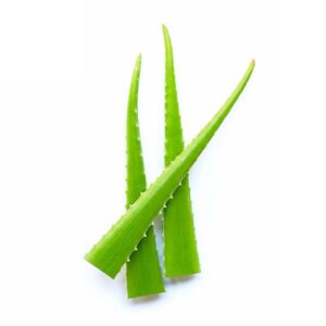 Aloe Vera Aloe Vera