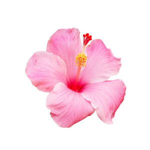 Hibiscus Flower Hibiscus Flower