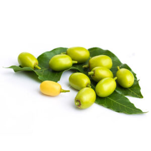 Neem Seed Neem Seed